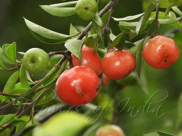 Lanceleaf Garcinia