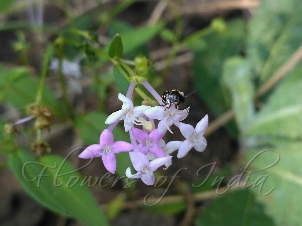 Lanceleaf Starviolet