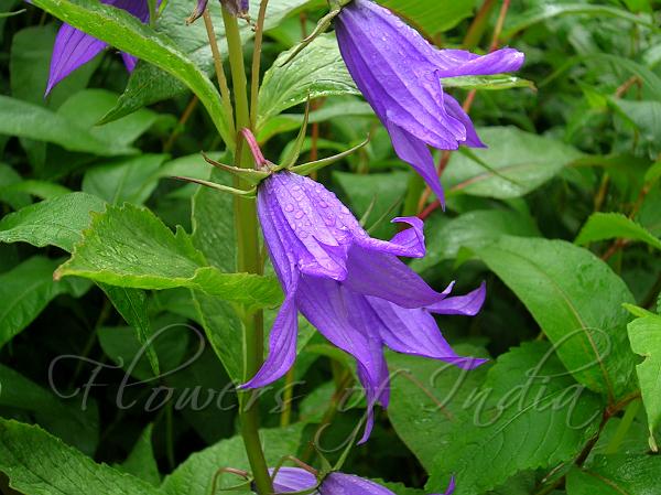 Large Bellflower