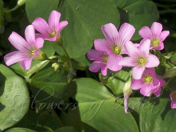 Large-Flowered Pink Sorrel