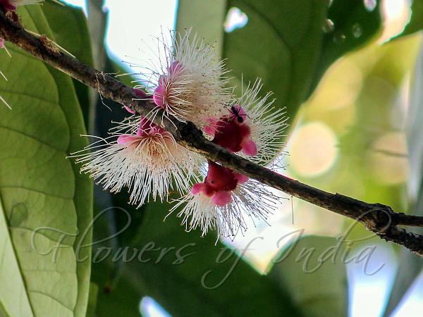 Large-Leaf Waterberry