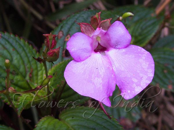 Large-Sepal Sticky Balsam