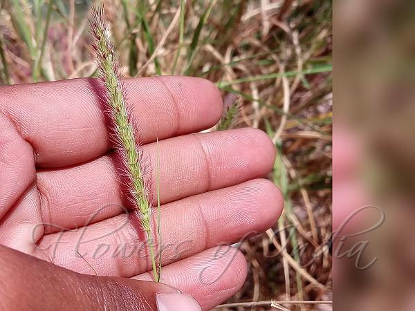 Large-Spike Buffel Grass