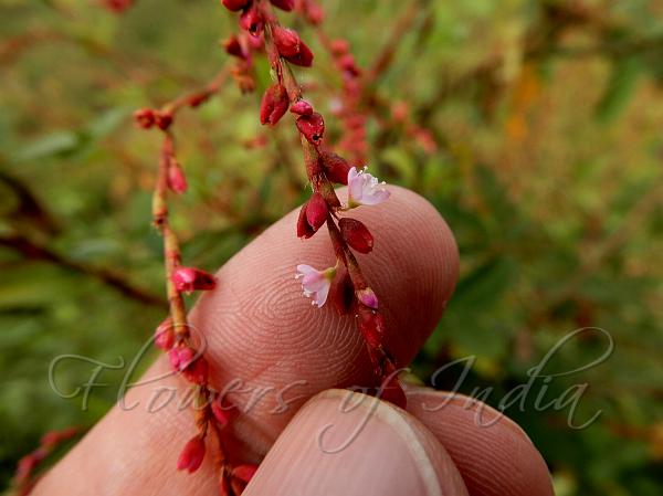 Lax Knotweed