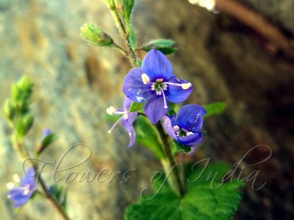Lax Speedwell