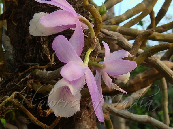 Leafless Dendrobium