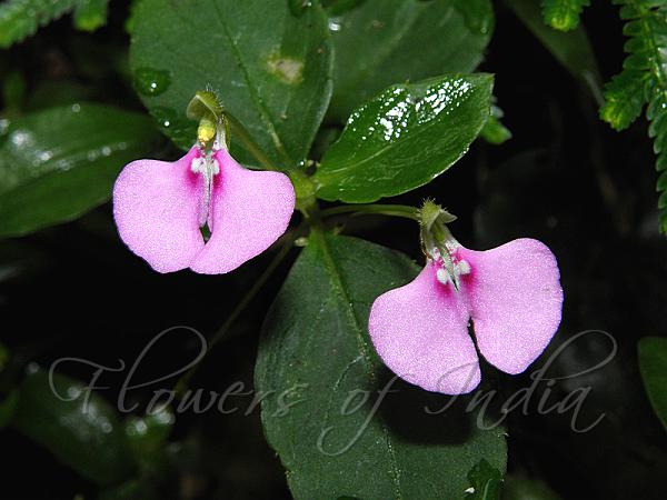 Lesser Balsam