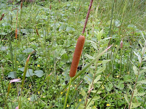 Lesser Indian Reedmace