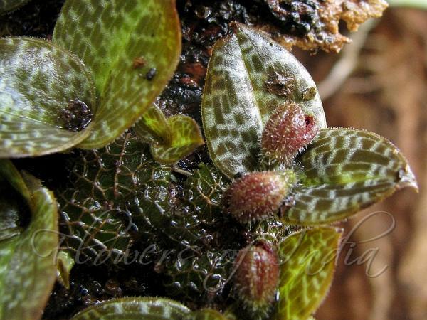 Lichen Porpax
