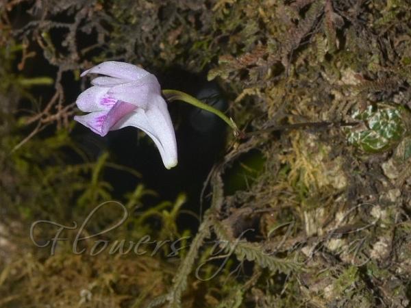 Light-Pink Porpax