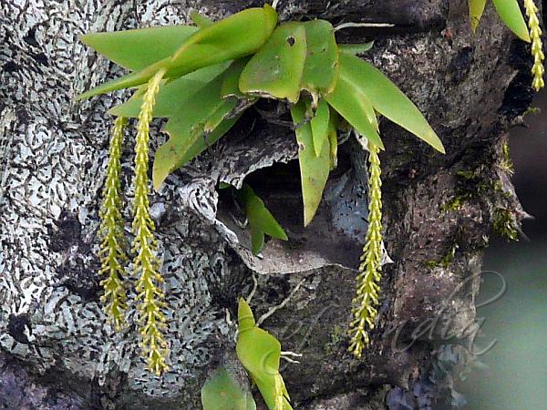 Limey Oberonia