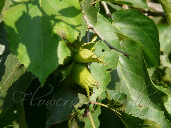 Linden-Leaf Hazel