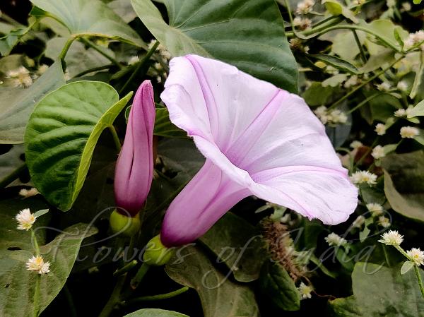 Linden-Leaf Morning Glory