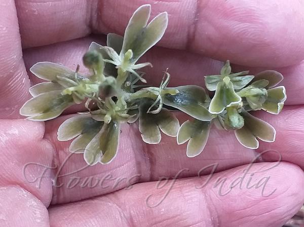 Listera-Like Neottia