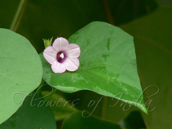 Little Bell Morning Glory