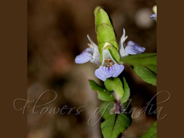 Little Blue Swampweed