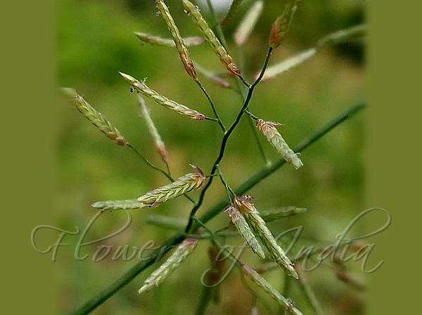 Little Lovegrass