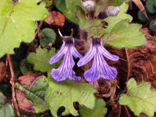 Lobed-Leaf Bugleweed
