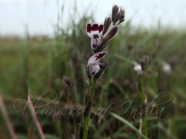 Lobelia Chiretta