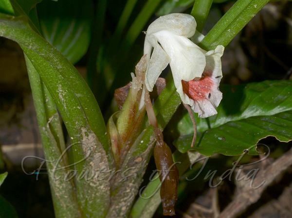 Long-Flower Fingerroot