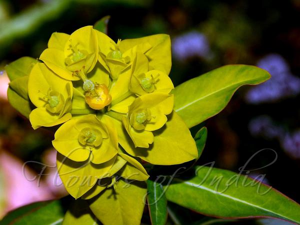 Long-Leaf Spurge