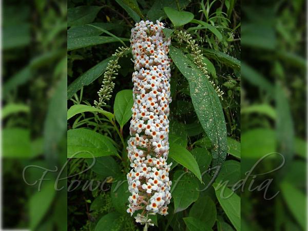 Long-Spike Butterfly Bush