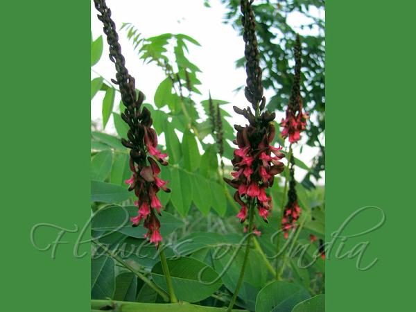 Long-Spike Indigo