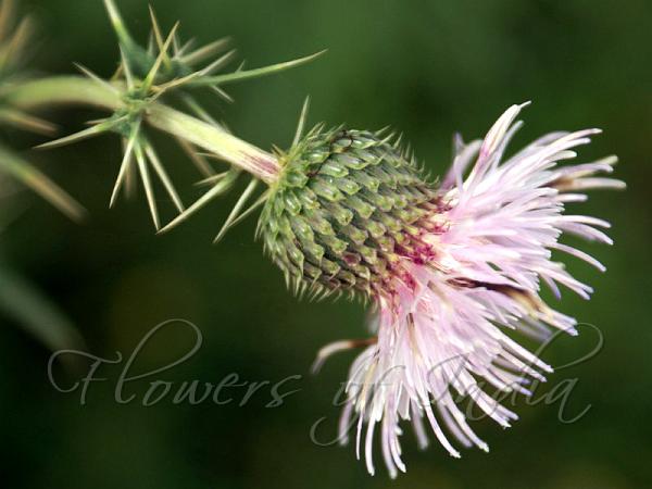 Long-Spine Thistle