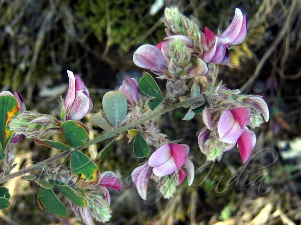 Long-Tailed Pea-Shrub