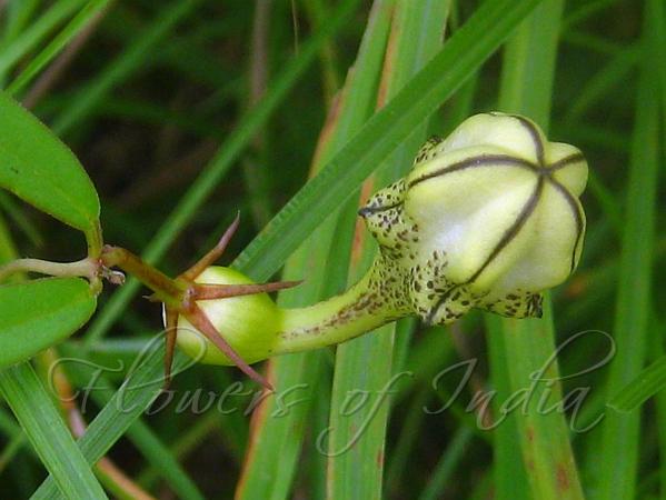 Longleaf Ceropegia
