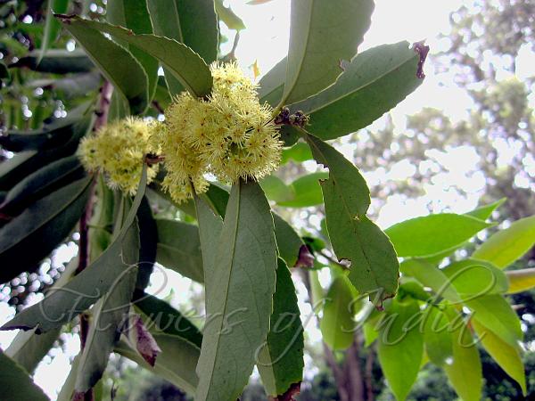 Longleaf Logwood