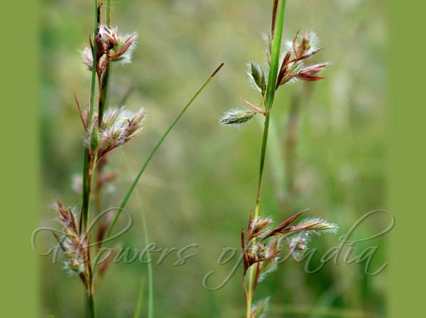 Loonder Grass