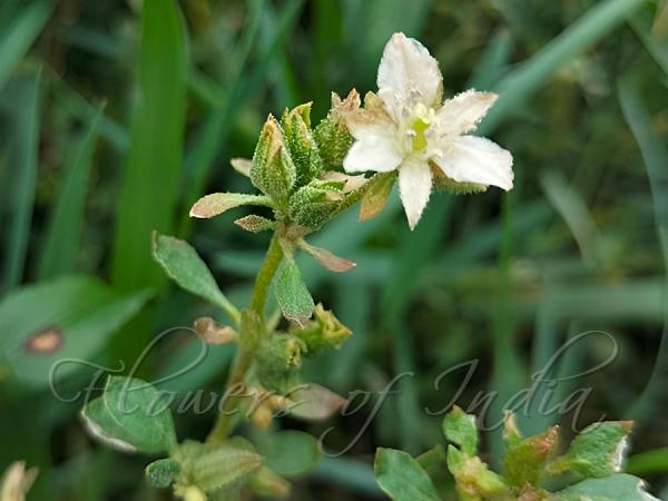 Lotus Sweetjuice