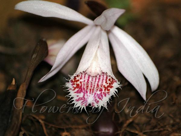 Low Growing Pleione