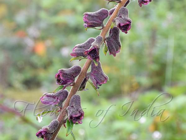 Lurid Himalayan Monkshood