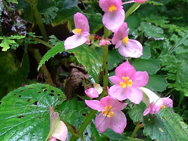Lushai Begonia