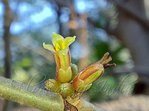 Madagascar Corkwood