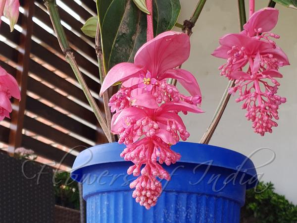 Magnificent Medinilla
