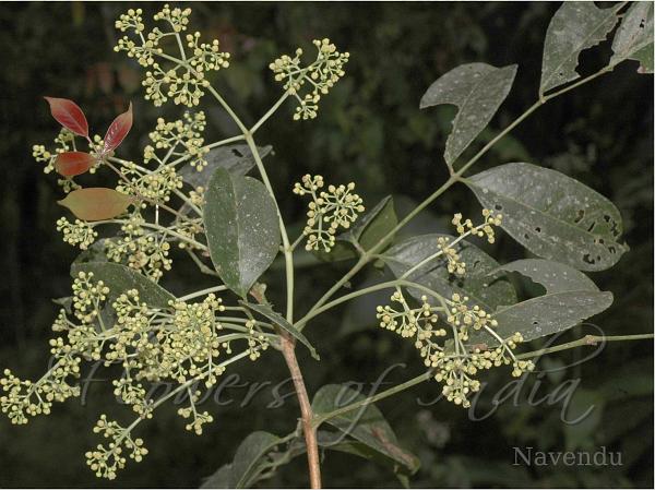 Malabar Bladdernut