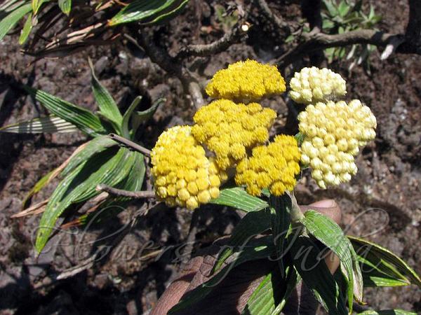 Malabar Pearly Everlasting