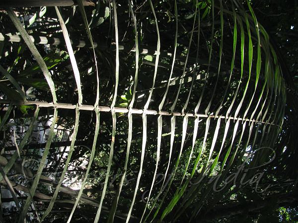 Malabar Sago Palm