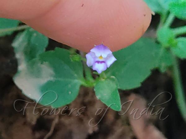Malaysian Lindernia