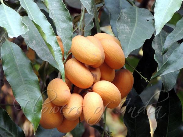 Mangalore Aglaia