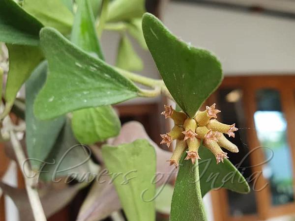 Manipur Wax Flower