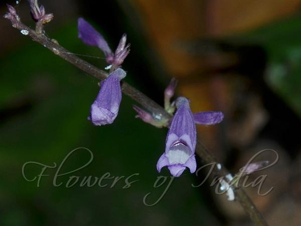 Many-Flowered Gymnostachyum