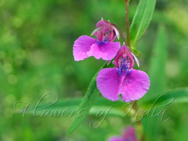 Marsh Balsam