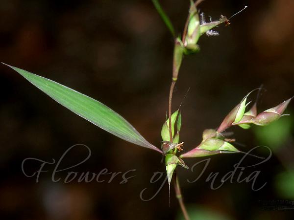 Mauritian Grass