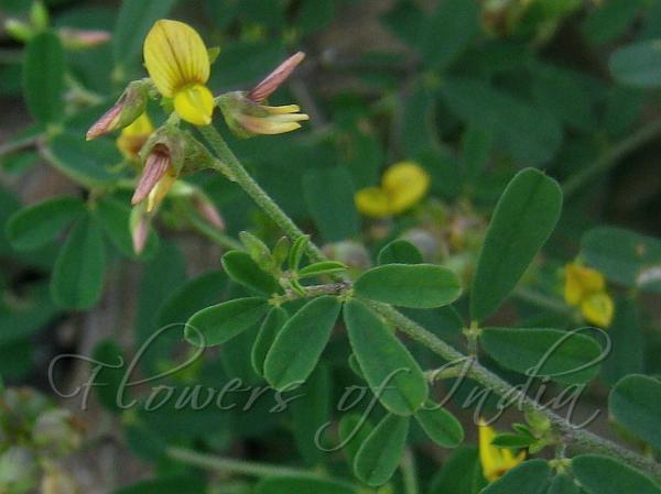 Medick Rattlepod