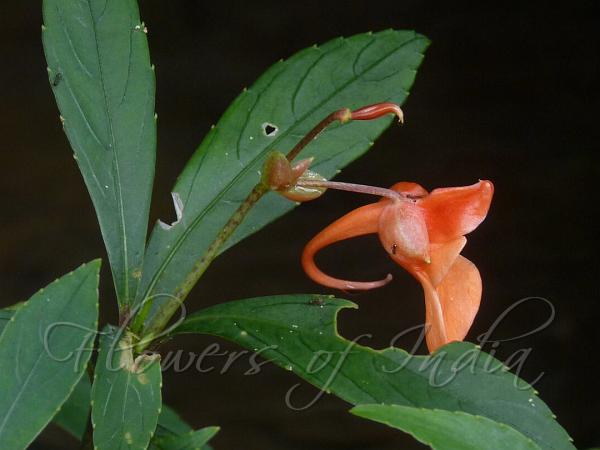 Meghalaya Balsam