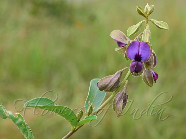 Meghalaya Rattlepod